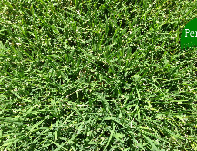 Featured slider 1 – grass